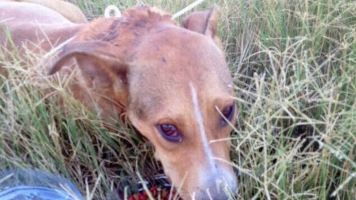 Rescatan a un perro apuñalado, encontrado atado de patas y cuello a un palo en Adra