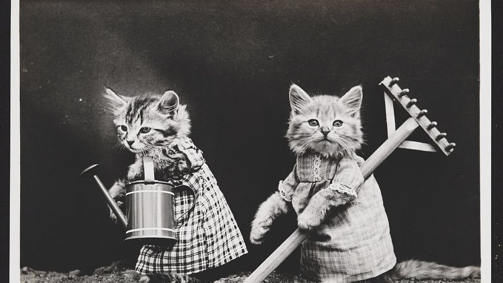 A estos gatitos les falta hablar