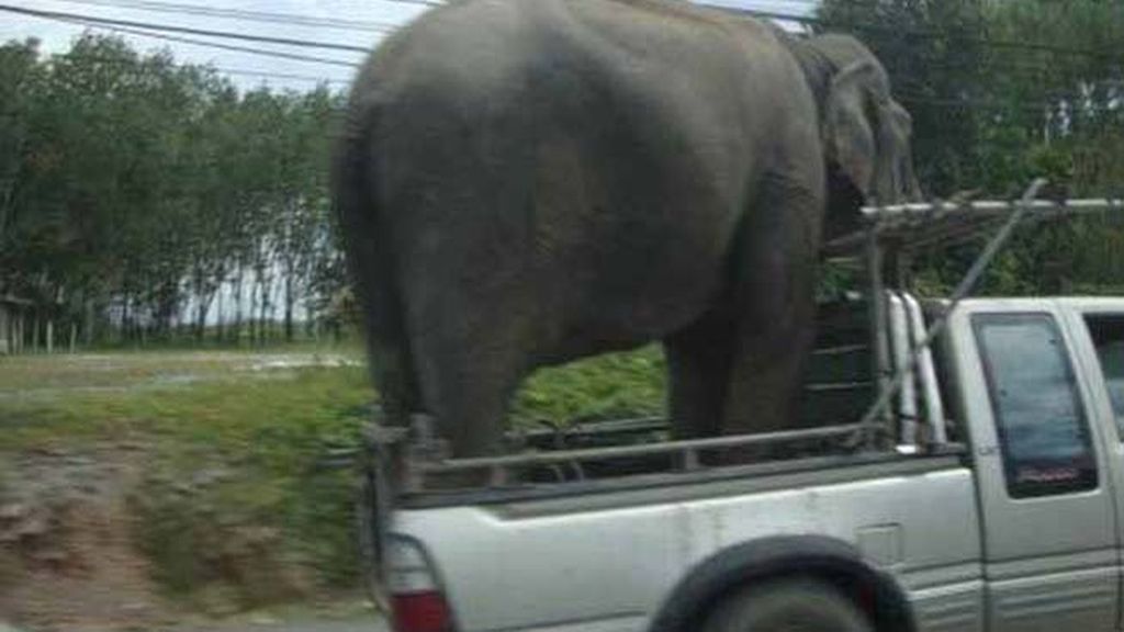 Coches que transportan de todo