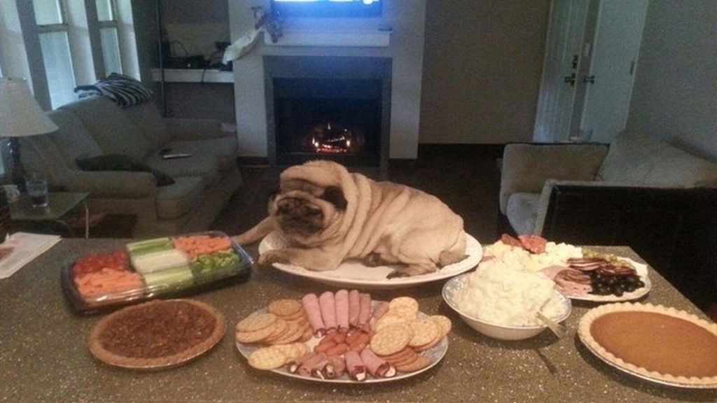 Las ocurrencias de estos animales no tienen límites