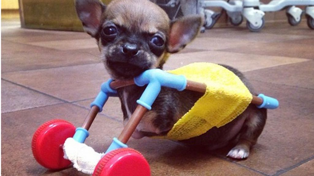 Un chihuahua sin patas delanteras se hace viral en Instagram