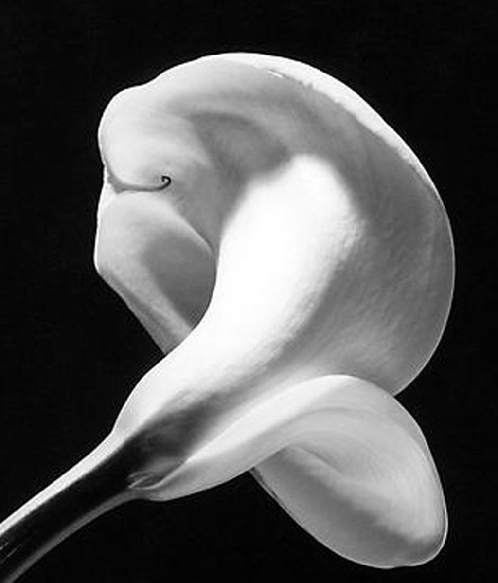 Robert Mapplethorpe, el artista polémico