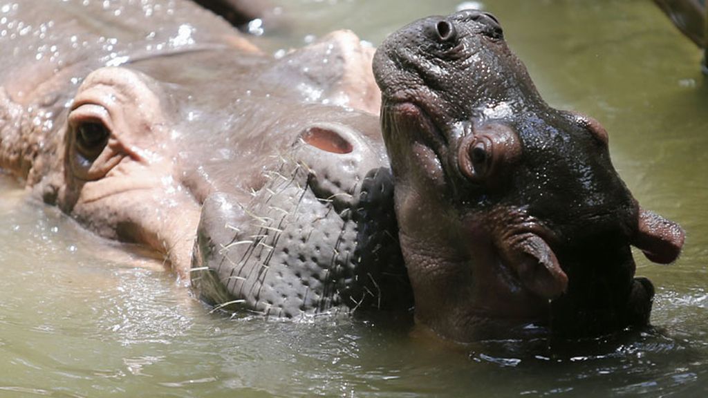 El nuevo inquilino del Zoo de Kuala Lumpur