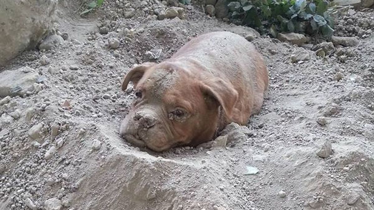 Encuentran a un dogo de Burdeos enterrado vivo a las afueras de Paris