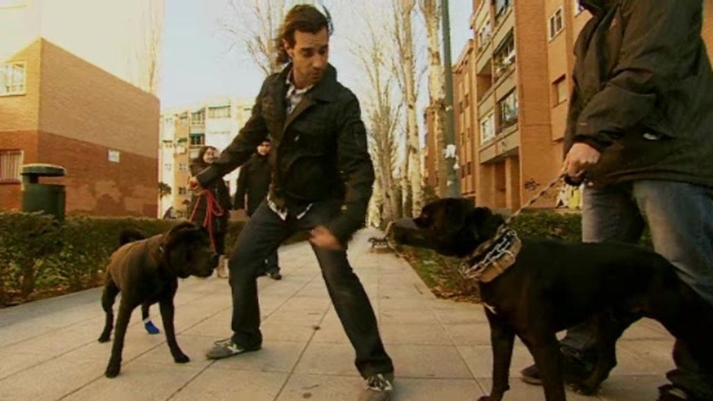 Promo Malas Pulgas: ¿Te gustan los perros?