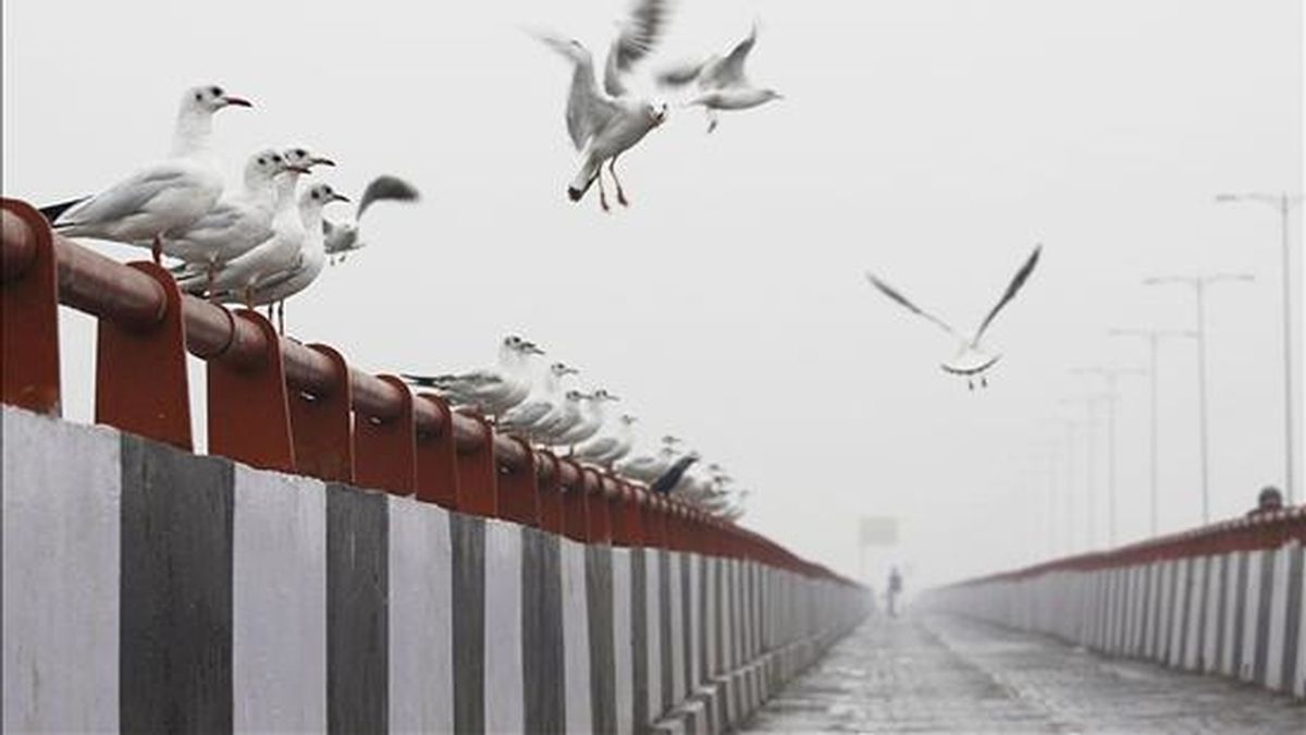 Varios pájaros descansan sobre un puente. EFE/Archivo
