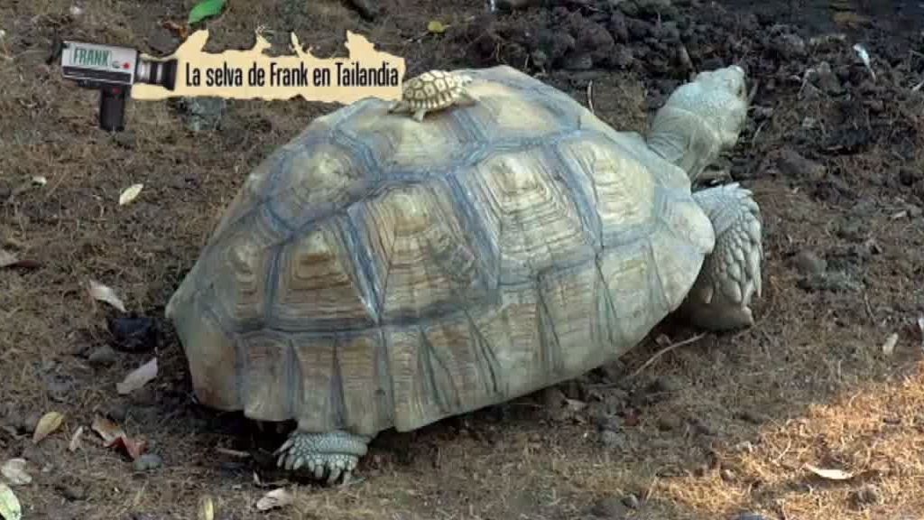 La cabra montesa y el buitre leonado despiden 'La selva en casa'