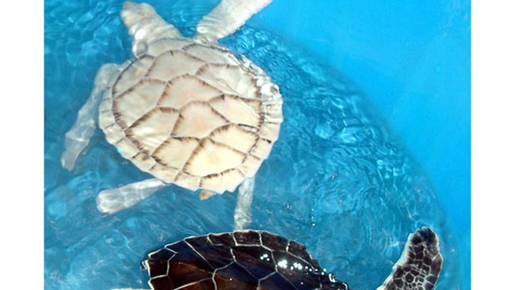 El albinismo en el mundo animal