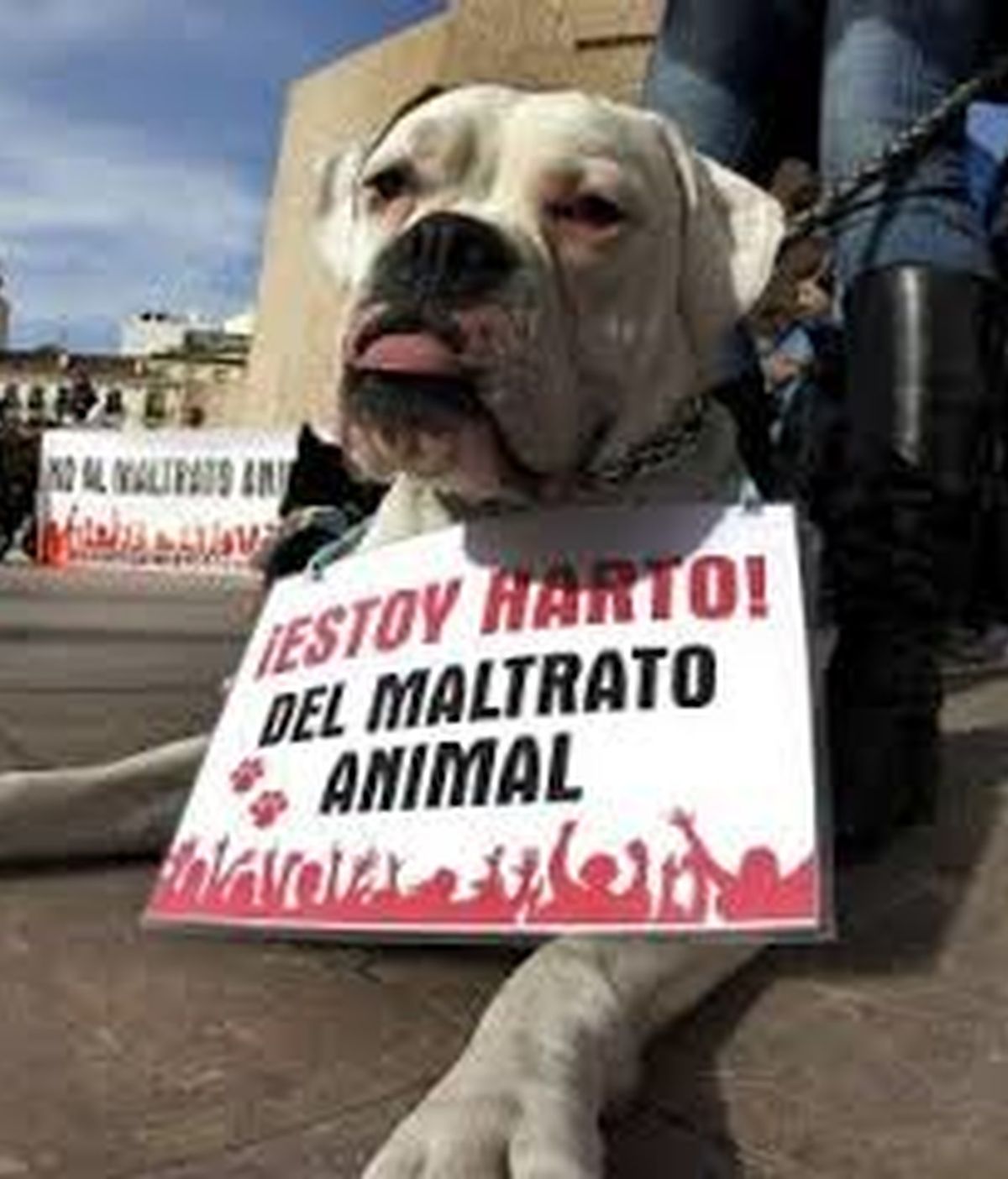 Manifestación contra el maltrato animal