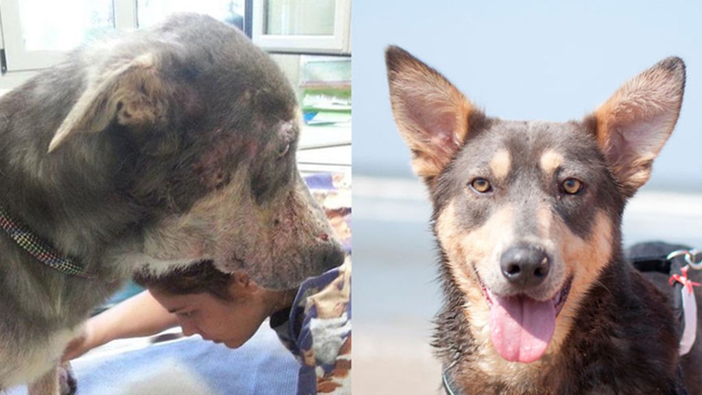 Perros rescatados