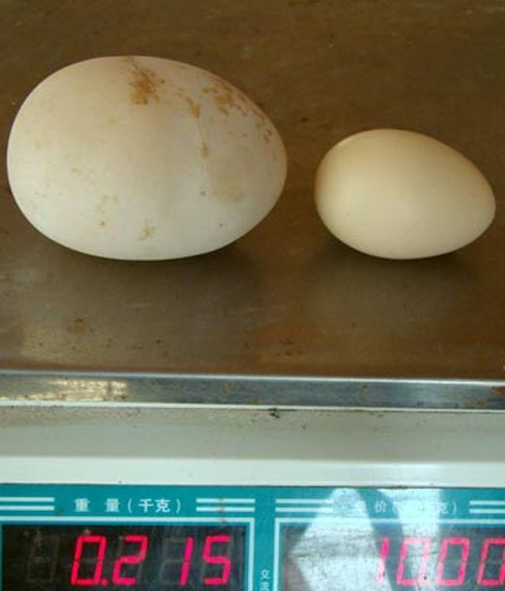 El huevo más grande del mundo