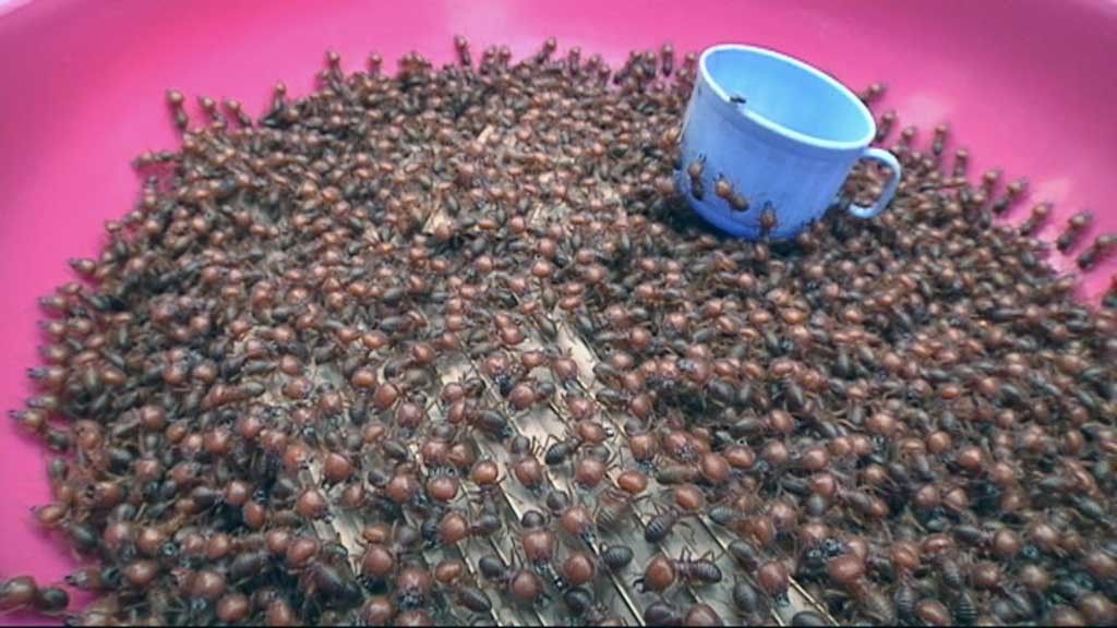 Los 'Yanomamis' del Amazonas