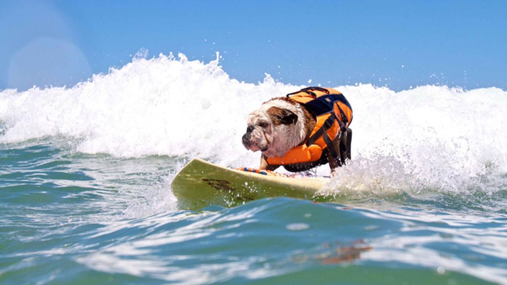 Mascotas que cambian su collar por una tabla de surf