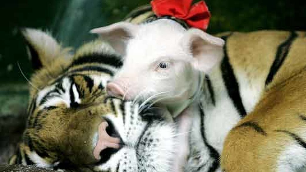 Cariño animal