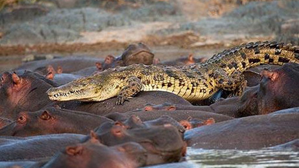 Un fotógrafo captura el instante del ataque