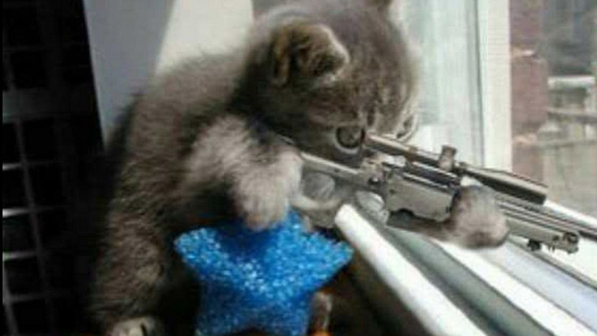 #BrusselsLockDown, gatos para despistar a los terroristas
