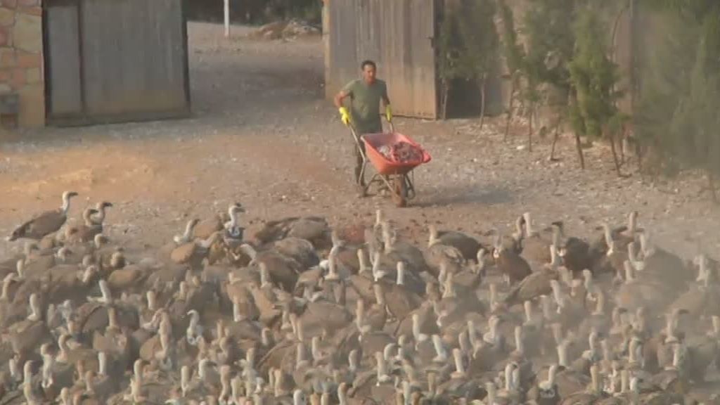 La cabra montesa y el buitre leonado despiden 'La selva en casa'