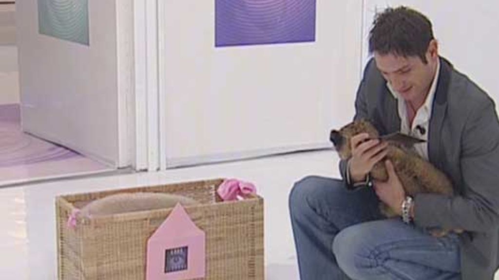 Nominaciones entre 'bichos'
