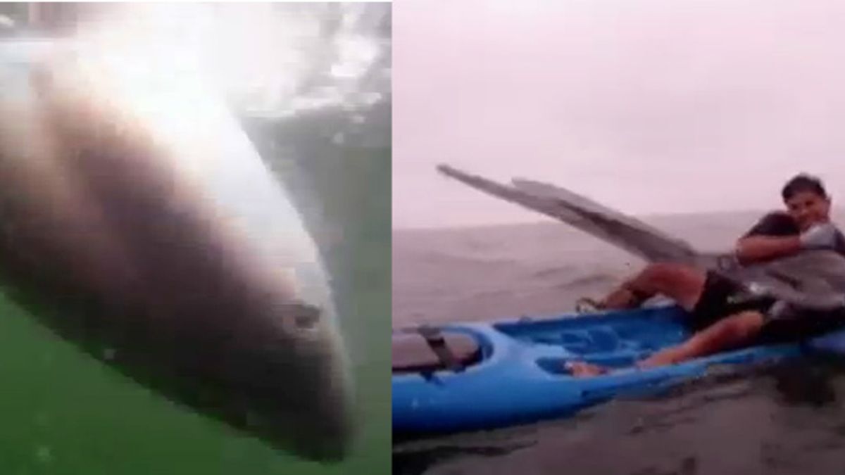 La lucha con un tiburón que comienza en el kayak y termina en el agua