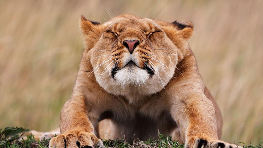 "Stretching" (Estiramiento)