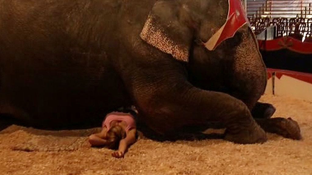 Marina se tumba bajo un elefante