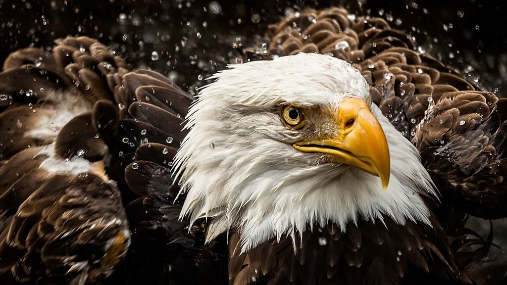 Las increíbles fotos presentadas a los premios Sony World Photography 2016