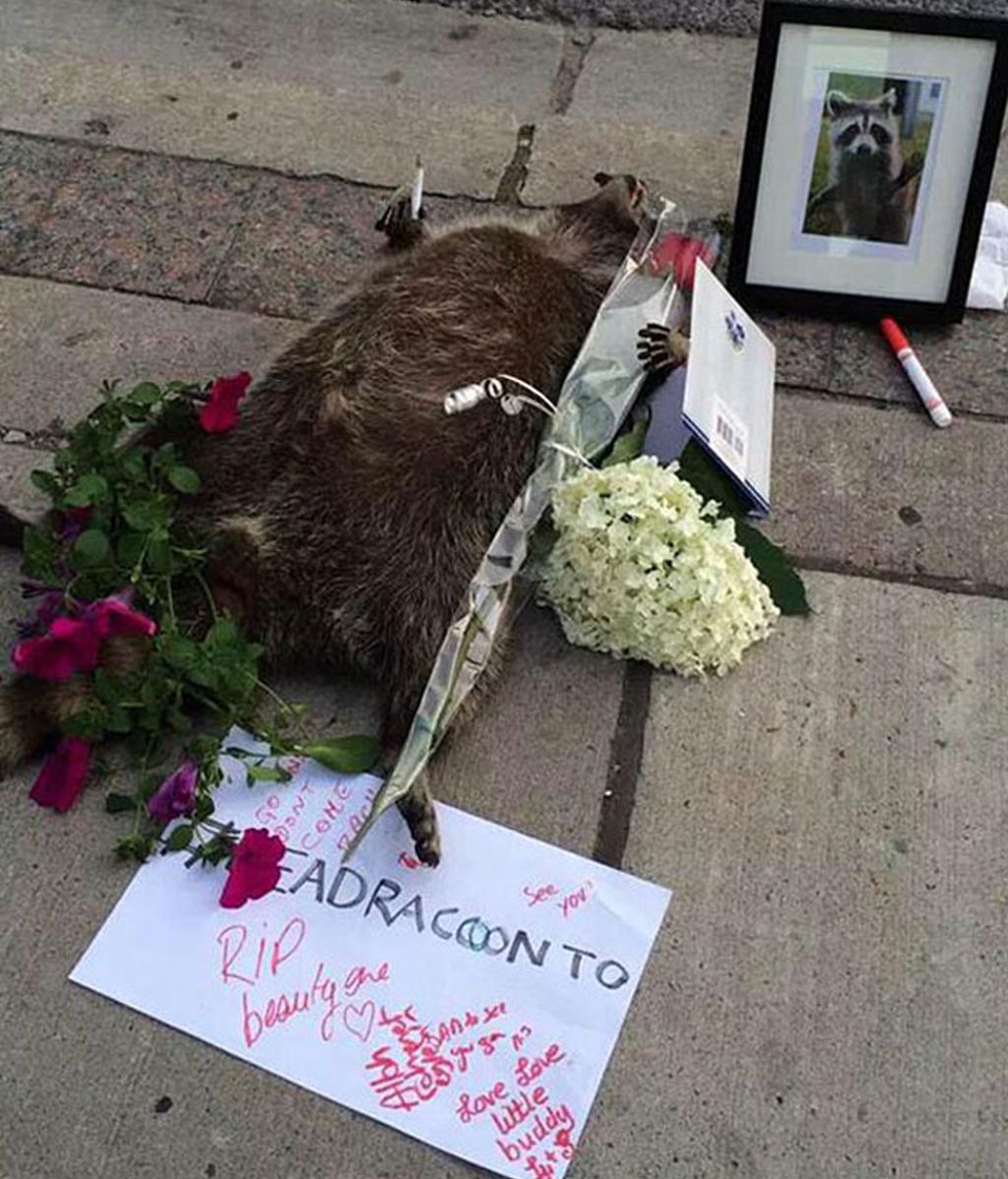 Toronto se vuelva con un animal muerto