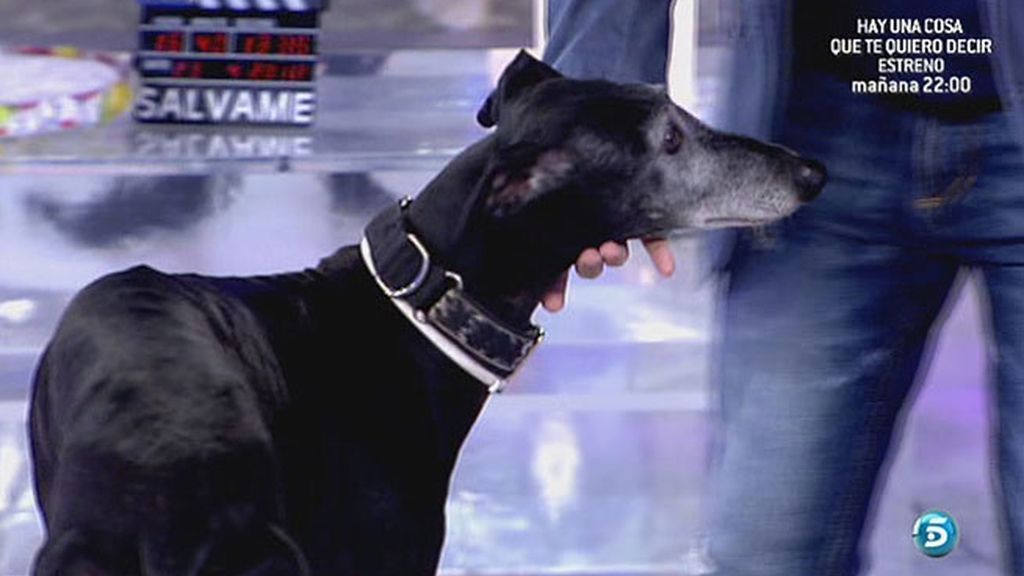 Sálvame denuncia el maltrato a los animales