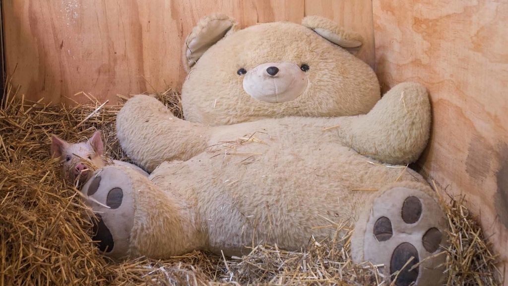Separados de su madre al nacer, crecen al calor de un juguete