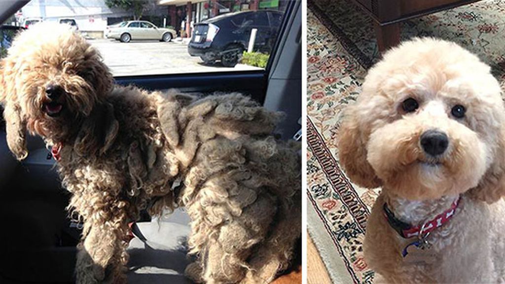 Perros antes y después de ser rescatados