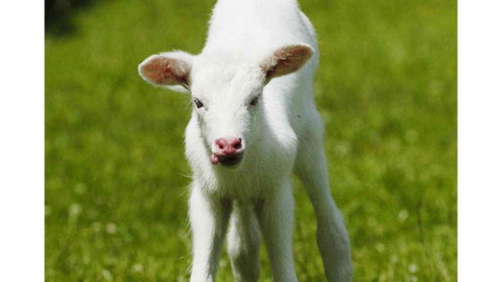 El albinismo en el mundo animal