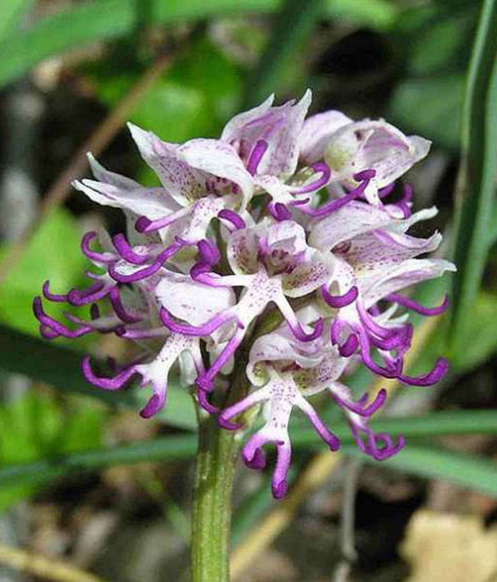 Formas que se esconden en flores
