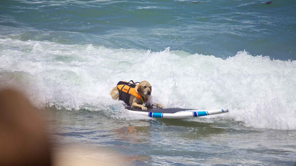 Mascotas que cambian su collar por una tabla de surf