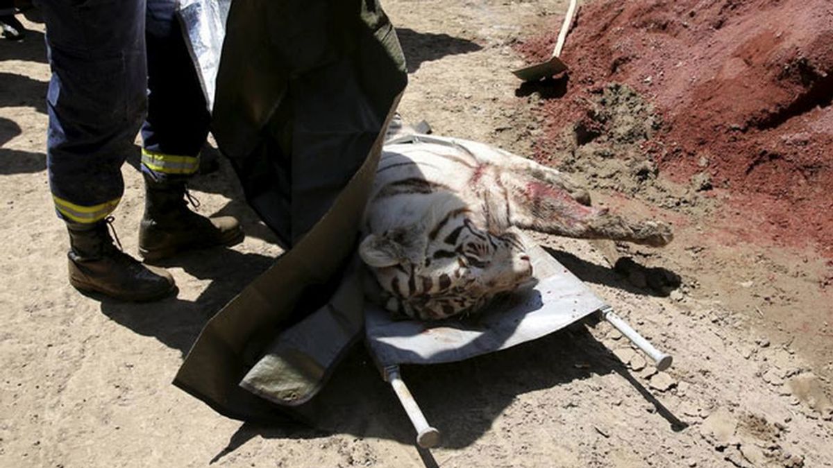 Un tigre escapado del zoológico de Tiflis mata a un hombre