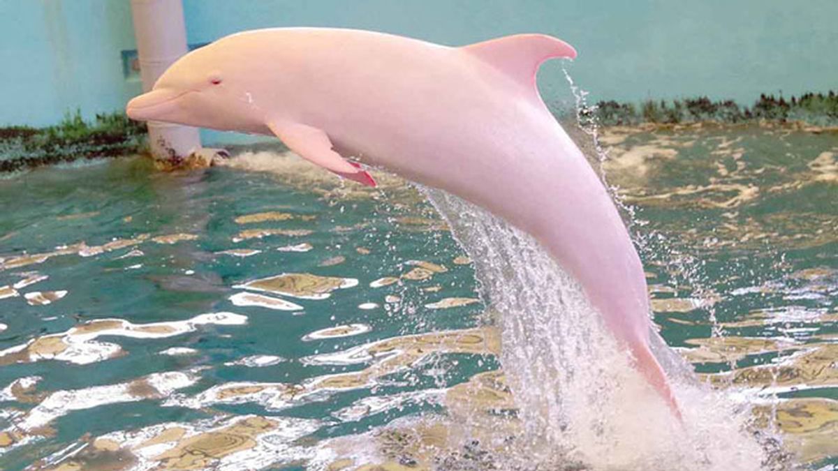 El delfín que se vuelve rosa cuando se enfada