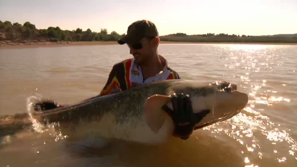 Frank pesca un siluro