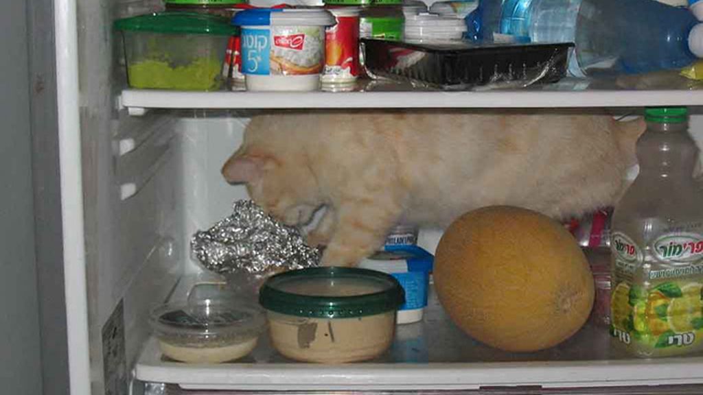 En busca de comida