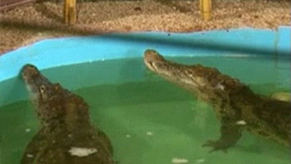 Los cocodrilos en el estanque del acuarium de Dnipropetrovsk, en Ucrania. Foto Aol NEWS.