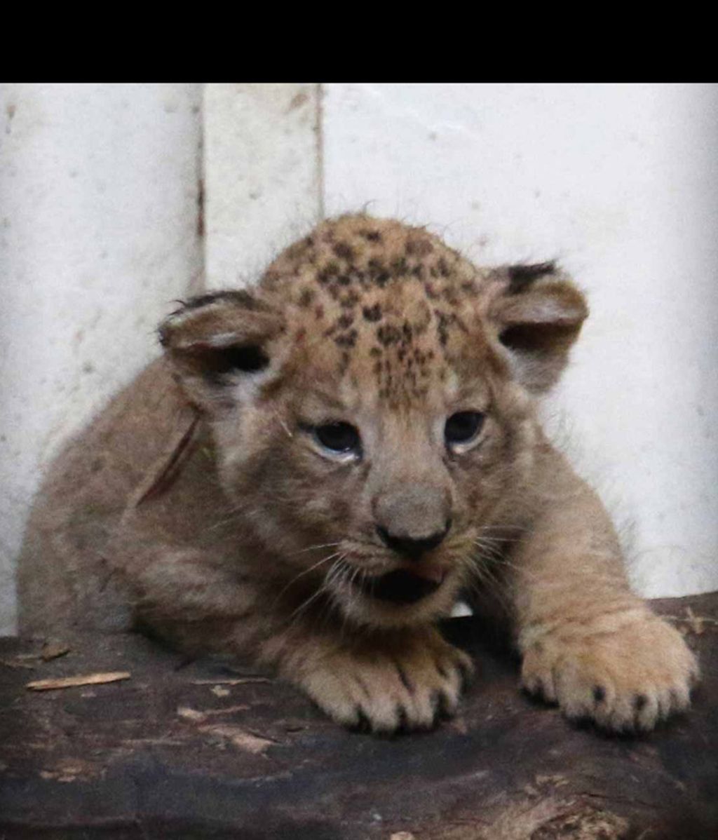 Dicen que los leones son peligrosos, pero viendo a estos cachorrillos no pensarás lo mismo