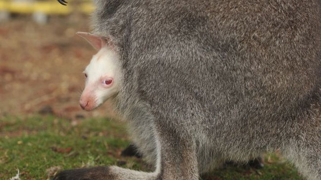 Nace un canguro albino en un parque natural británico