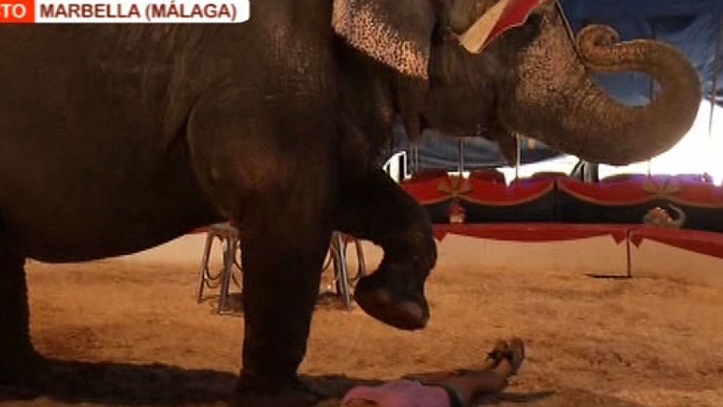 Marina se tumba bajo un elefante