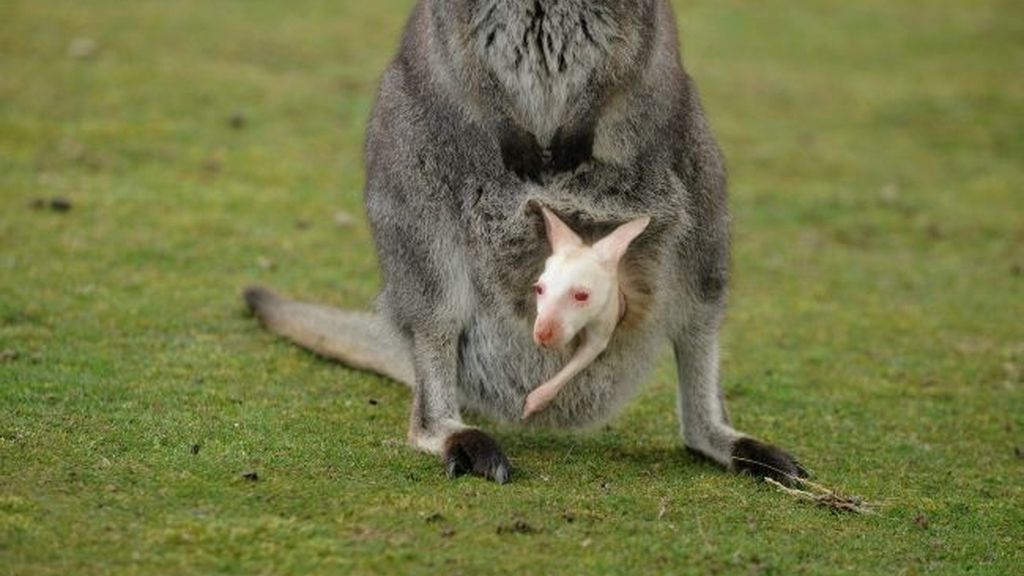 Nace un canguro albino en un parque natural británico