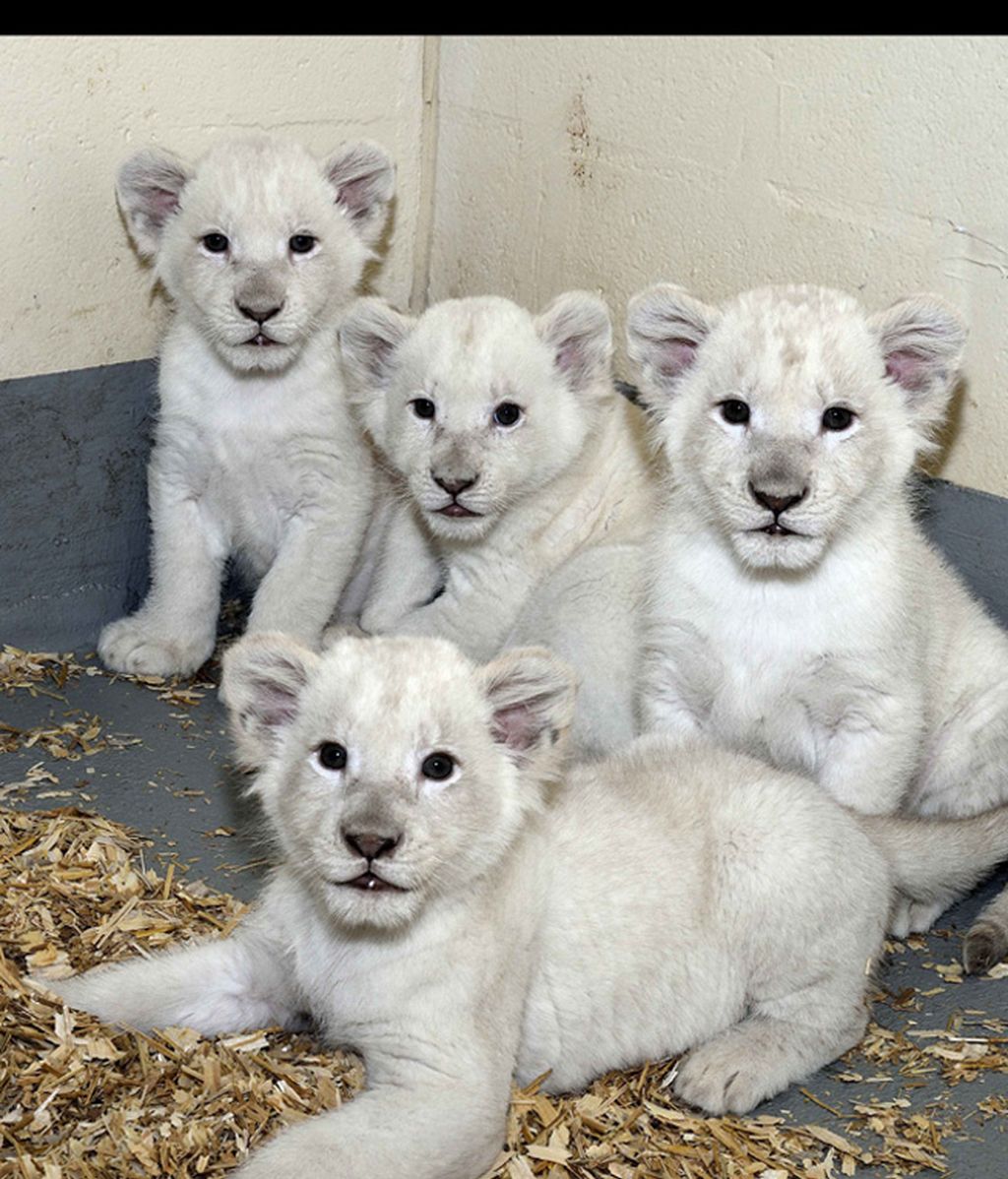 Dicen que los leones son peligrosos, pero viendo a estos cachorrillos no pensarás lo mismo