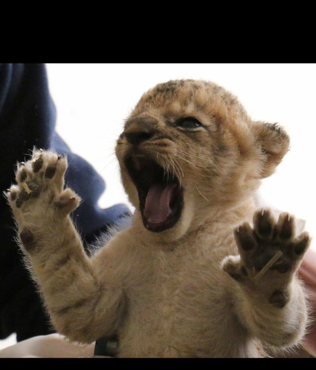 Dicen que los leones son peligrosos, pero viendo a estos cachorrillos no pensarás lo mismo