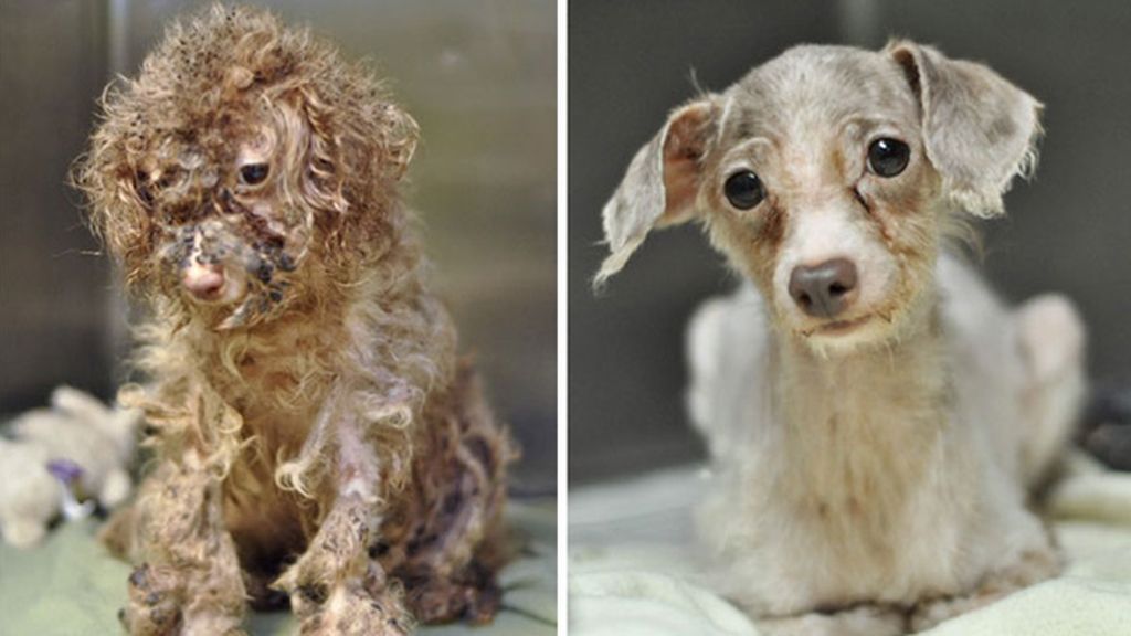 Perros antes y después de ser rescatados