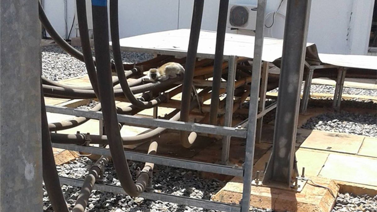 Un mono causó el apagón que dejó sin luz a toda Kenia durante tres horas