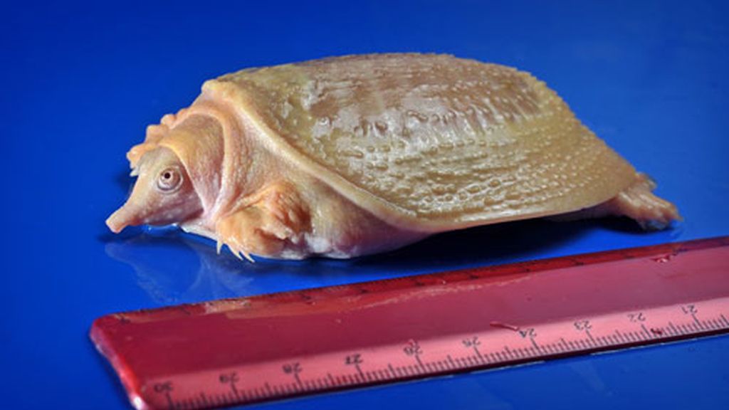 Tortugas albinas