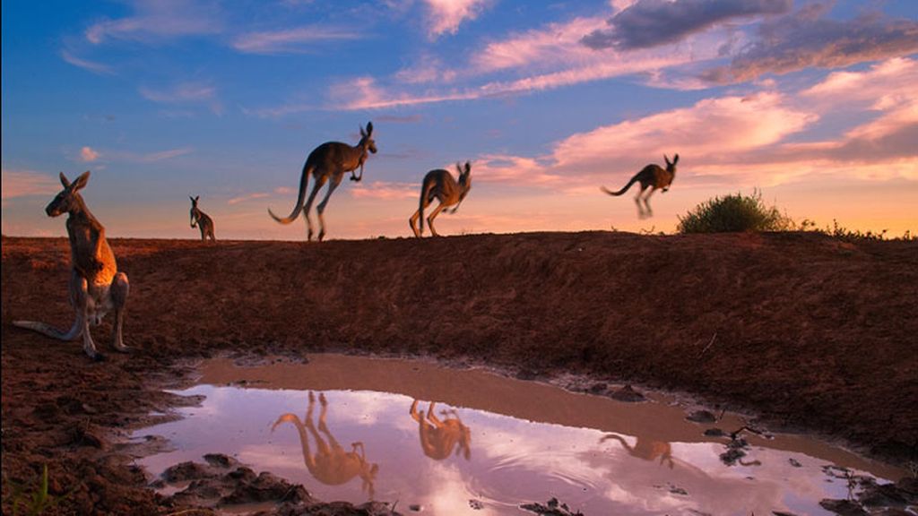'Red kangaroos at waterhole' (Canguros rojos en el pozo de agua)