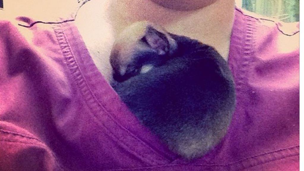 Un chihuahua sin patas delanteras se hace viral en Instagram