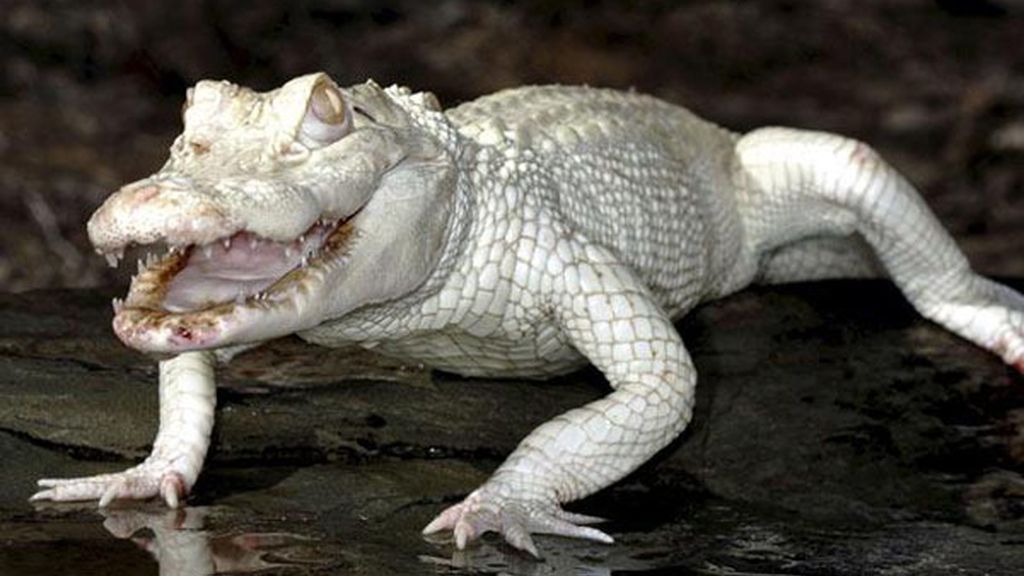 El albinismo en el mundo animal